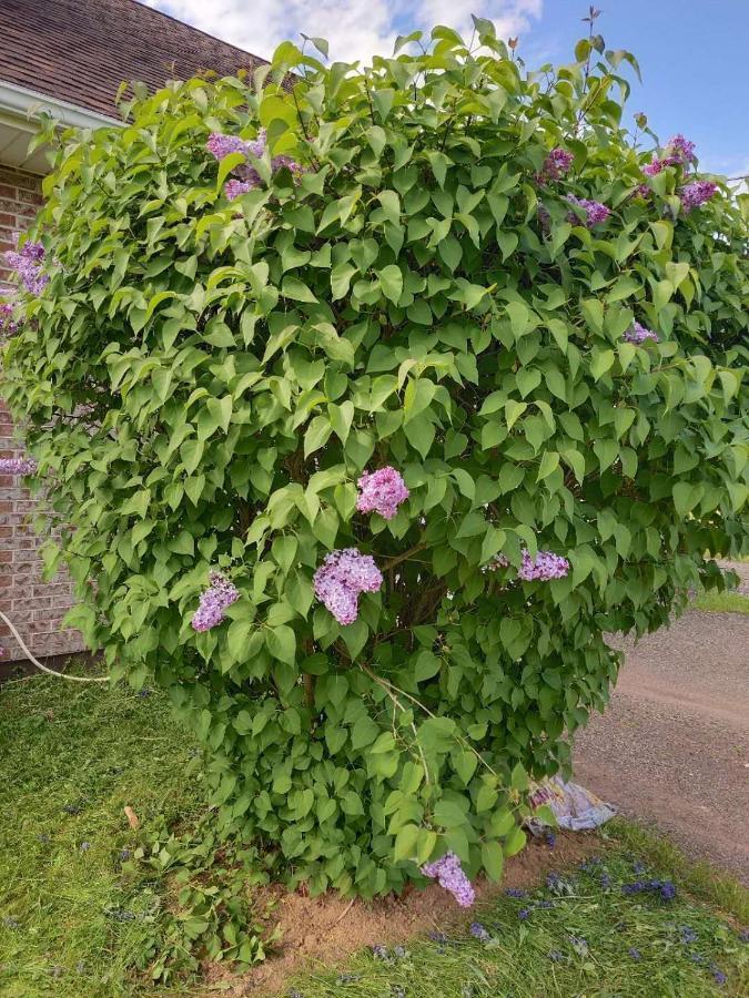 酣息小栈 Sweet Dreams Bed and Breakfast Cornwall Exterior foto